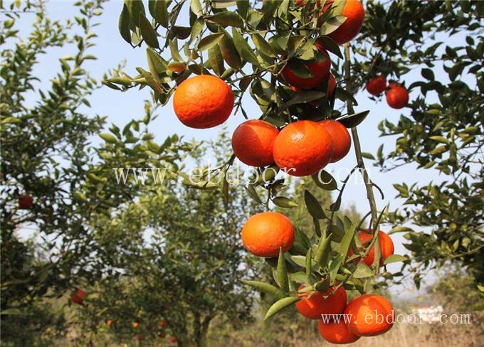 红美人柑桔苗口感来电咨询