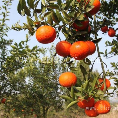 红美人柑桔苗口感来电咨询