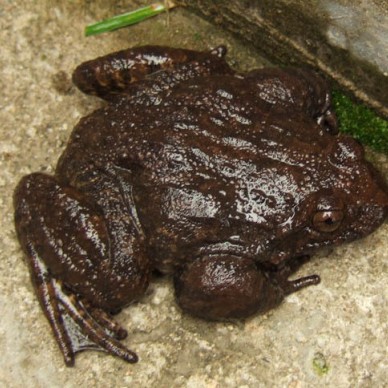 佳鑫石蛙 养殖技术培训 种蛙养殖 种蛙