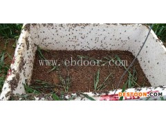 山东蚂蚱养殖技术培训-山东蚂蚱养殖-大昆农业科技