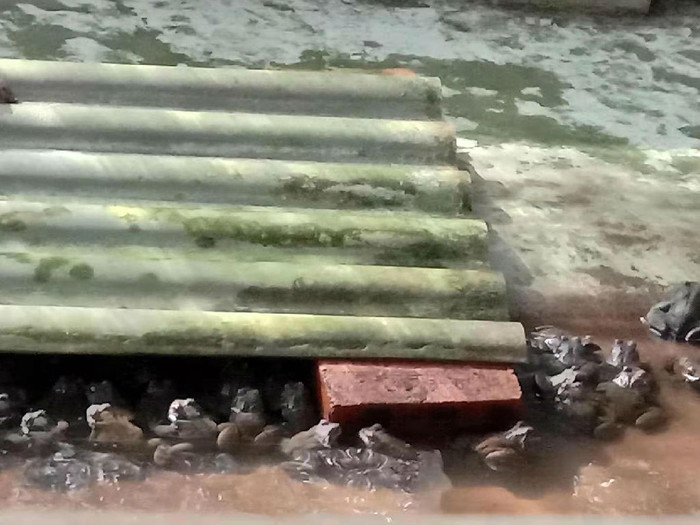 佳鑫石蛙 专业小蛙养殖 幼蛙 野生小蛙蛙苗