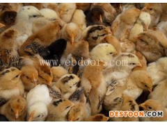 临沧绿壳蛋鸡-明丽农业-临沧绿壳蛋鸡出售