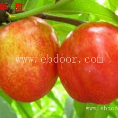 嫁接核桃树苗-黄石桃树苗-苗木供应