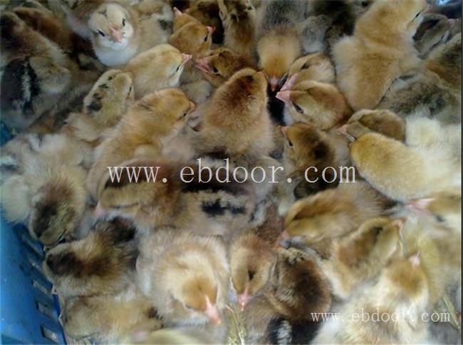 野山鸡苗批发报价-惠民欢迎咨询-南宁野山鸡苗批发