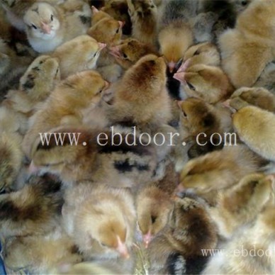 野山鸡苗批发报价-惠民欢迎咨询-南宁野山鸡苗批发