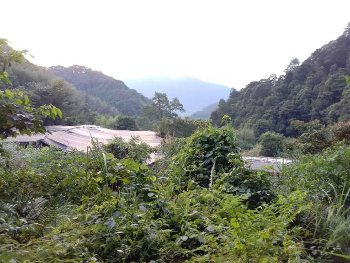 佳鑫石蛙 天然养殖 野生石蛙 蛙厂家