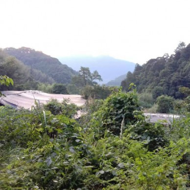 佳鑫石蛙 天然养殖 野生石蛙 蛙厂家