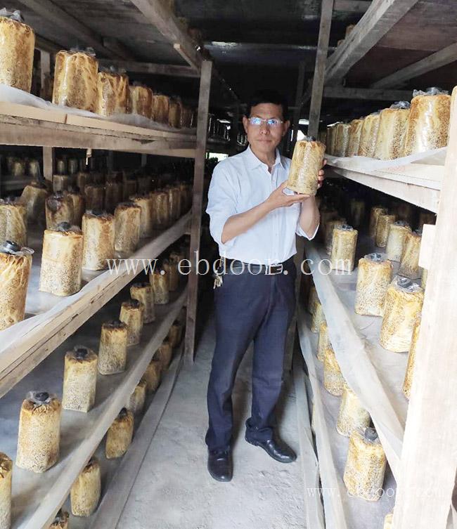 桑黄种植与管理-长程天麻桑黄技术培训-桑黄种植