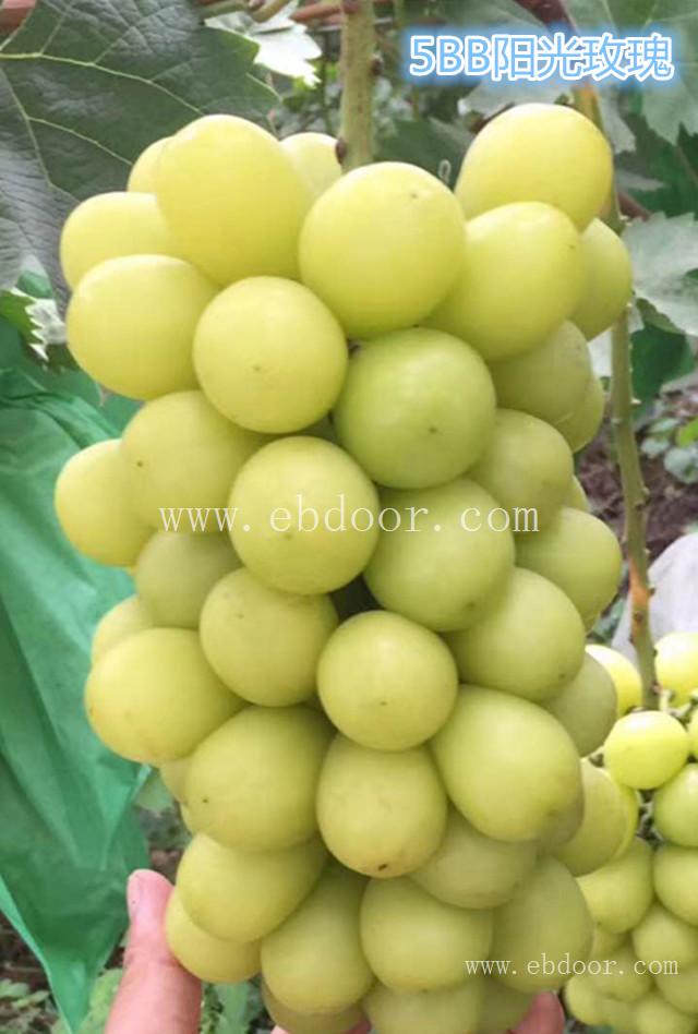 善田苗木成活率高(图)-葡萄苗哪种好-葡萄苗