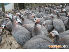 柴鸡随州鸡苗价格-四强养殖(在线咨询)-随州鸡苗价格