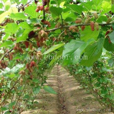 宿州饲料桑树苗价格-世超苗木(推荐商家)