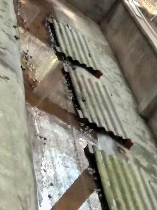 佳鑫石蛙 石蛙蝌蚪厂家 棘胸蛙 蛙苗