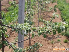 苹果新品种-现代果业矮化苹果苗-苹果新品种红肉