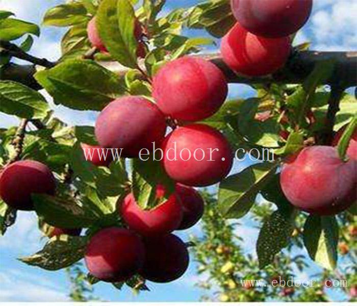 绵阳味帝李子苗-绵阳味帝李子苗种植技术-亿然苗木(推荐商家)