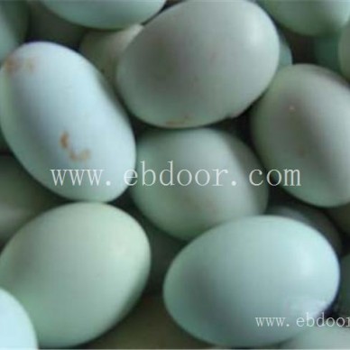 本地鸡苗厂家批发-深圳鸡苗厂家批发-惠民价格实惠