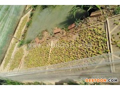 稻田养殖青蛙-奉节青蛙养殖-重庆张勇水产养殖场