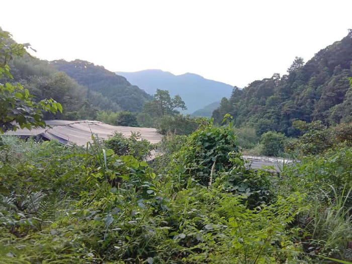 佳鑫石蛙 石蛙蝌蚪厂家 幼蛙 野生蝌蚪蛙苗