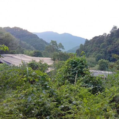 佳鑫石蛙 石蛙蝌蚪厂家 幼蛙 野生蝌蚪蛙苗