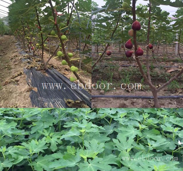 无花果苗-小叶无花果栽培基地-无花果种苗批发