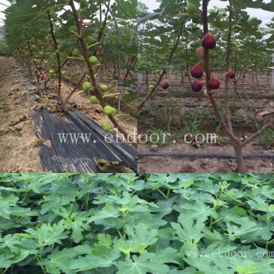 无花果苗-小叶无花果栽培基地-无花果种苗批发