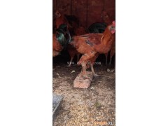 绿壳蛋鸡养殖-瑞丽绿壳蛋鸡-明丽鸡苗价格(查看)