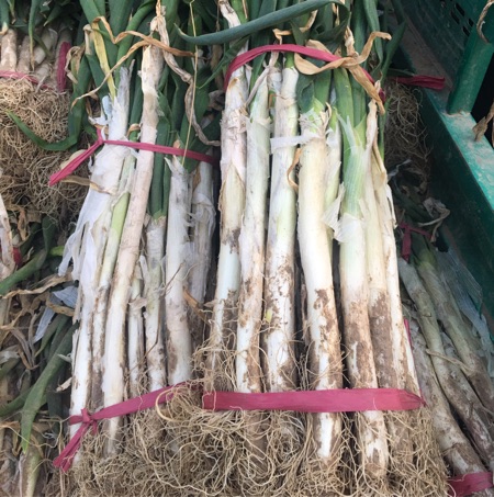 [供]河南南乐大葱大量上市，毛葱价格商议，期待与您合作