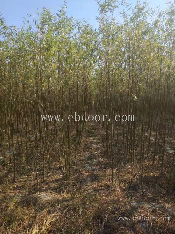 竹柳苗什么价格-竹柳苗-临沂峻峰竹柳(查看)