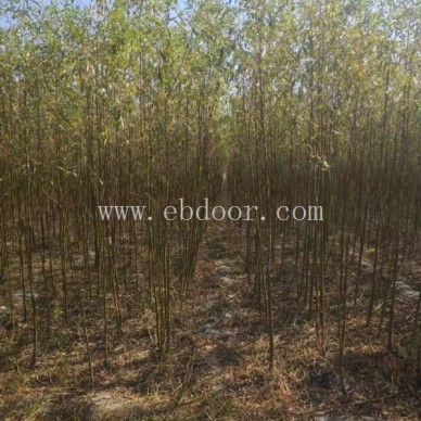 竹柳苗什么价格-竹柳苗-临沂峻峰竹柳(查看)