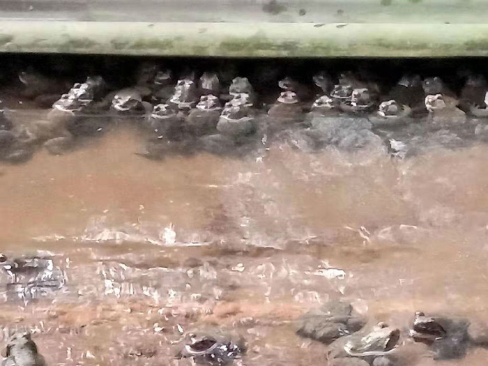 佳鑫石蛙 天然养殖 幼蛙 野生生态养殖场家