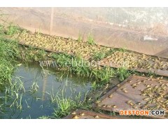青蛙养殖技术-半亩田青蛙养殖(在线咨询)-达州青蛙养殖