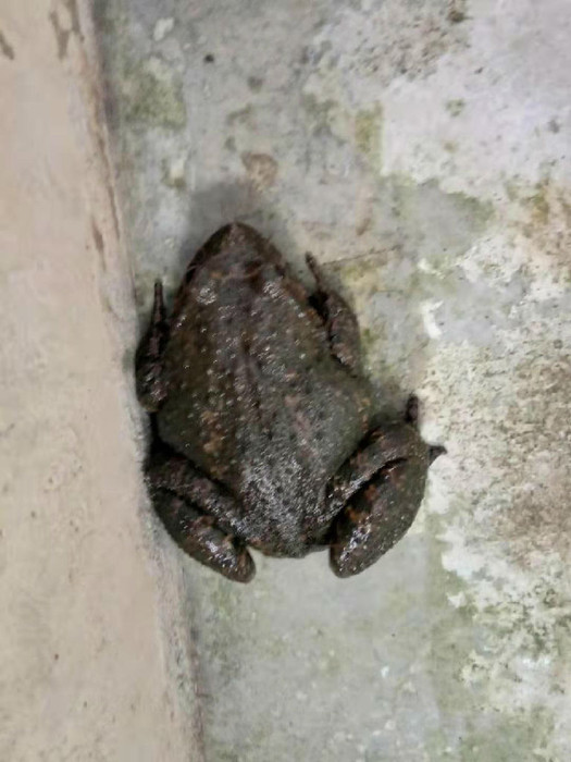 佳鑫石蛙 天然养殖 棘胸蛙 石蛙蝌蚪