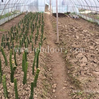 哪里有红心火龙果苗批发-云南火龙果苗-金田源果形美(查看)