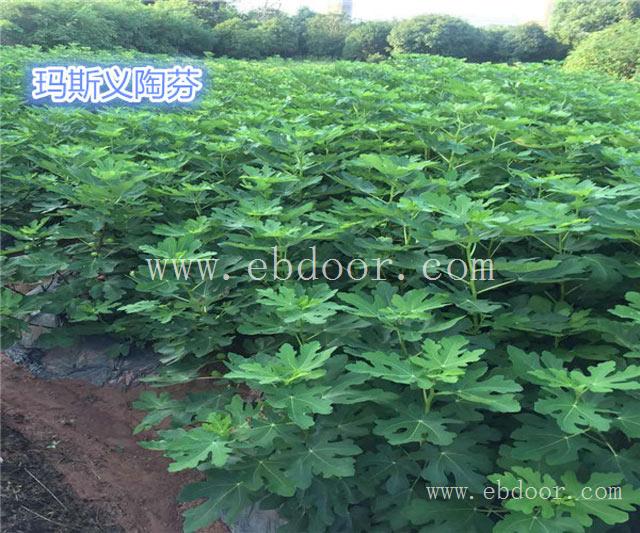 无花果销售-【小叶无花果】-福建无花果