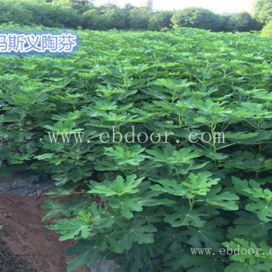 无花果销售-【小叶无花果】-福建无花果