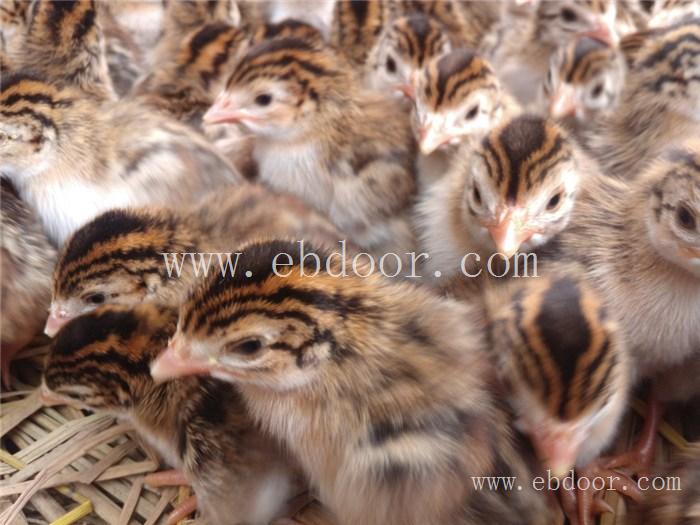 本地鸡苗批发价格-惠民禽业(在线咨询)-重庆本地鸡苗批发