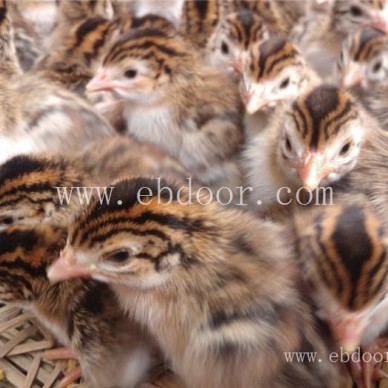 本地鸡苗批发价格-惠民禽业(在线咨询)-重庆本地鸡苗批发