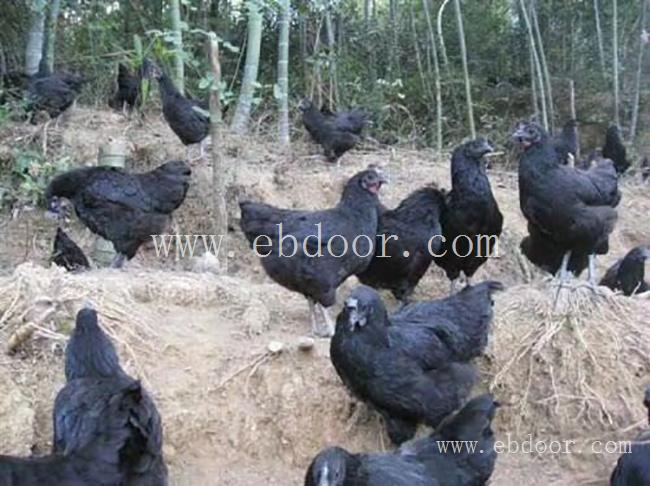 广东水鸭苗批发-水鸭苗批发市场价-惠民禽业(推荐商家)