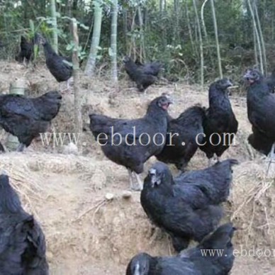 广东水鸭苗批发-水鸭苗批发市场价-惠民禽业(推荐商家)