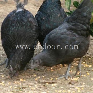 广州黑鸡苗批发-惠民欢迎咨询-黑鸡苗批发多少钱