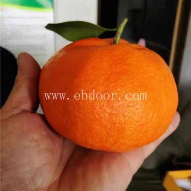 柑橘苗-【岗峰农场】成活率高-柑橘苗哪种好