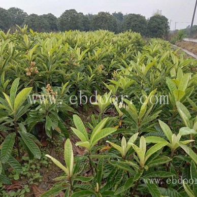 白玉枇杷苗价格-白玉枇杷苗-岗峰农场——好苗木