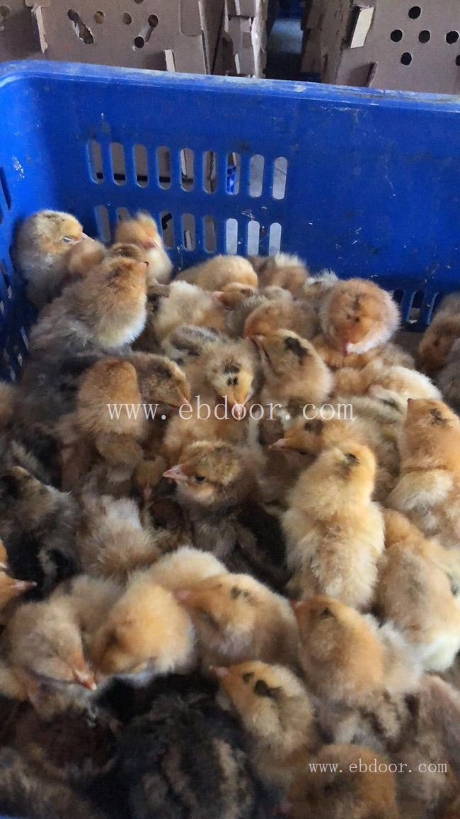 火鸭苗价格哪家优惠-杭州火鸭苗价格-惠民欢迎考察(查看)