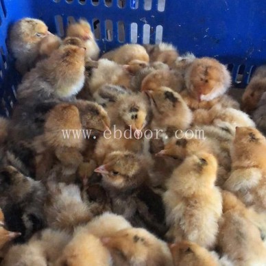 火鸭苗价格哪家优惠-杭州火鸭苗价格-惠民欢迎考察(查看)