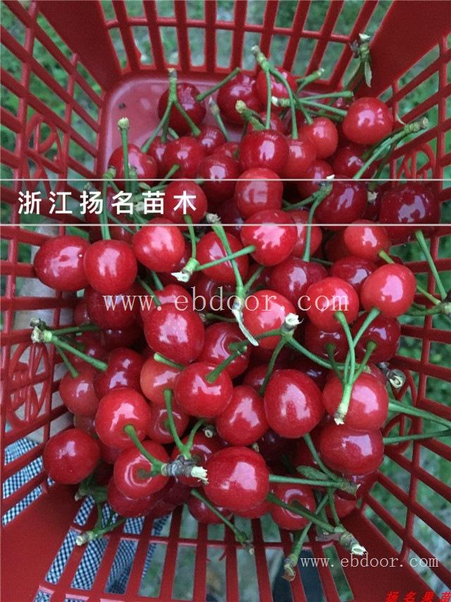 大樱桃苗价格-扬名苗木培育基地-福建樱桃苗