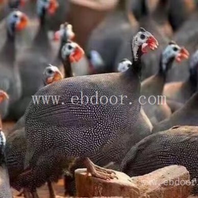 绿壳鸡苗批发-潍坊鸡苗批发-惠民现货供应