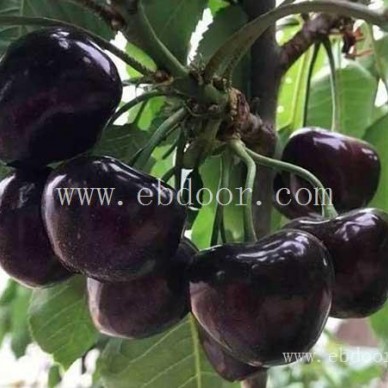 樱桃-双宝果树有口皆碑-冰糖樱樱桃