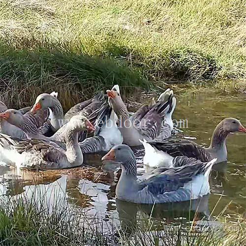 霍尔多巴吉鹅-鹅苗多少钱一只-霍尔多巴吉鹅苗价格