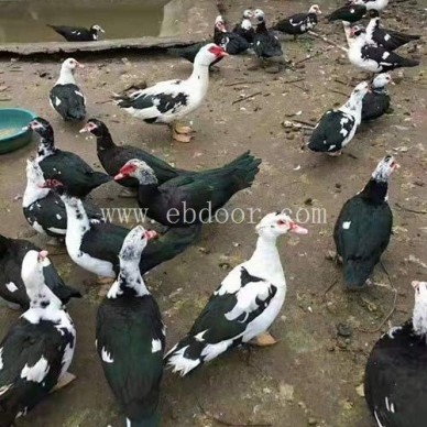 肉鸭-鸭苗批发-肉鸭养殖