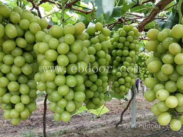 绍星葡萄苗-葡萄苗-双宝果树物美价廉(查看)