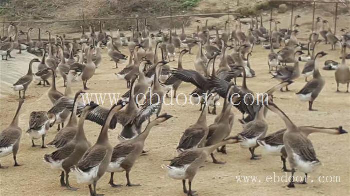 清远鹅苗批发价格-南宁鹅苗批发价格-惠民现货供应